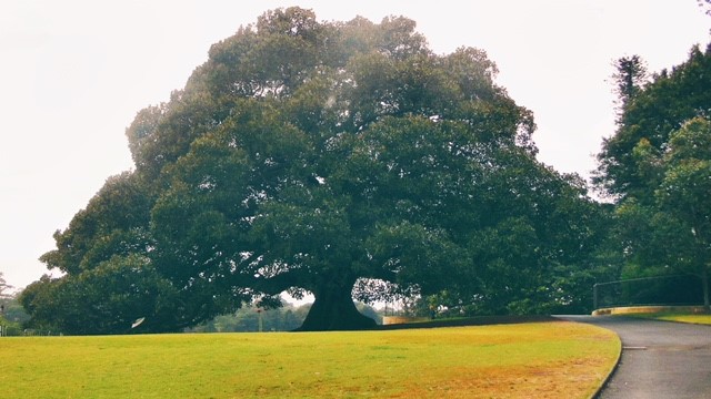 tree 1